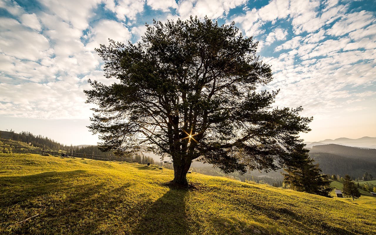 A tranquil tree scene in the Romanian countryside at dawn, showcasing natures beauty.